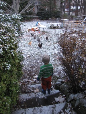 Zion going down the steps into the lightly-snowed yard, the chickens in front of him