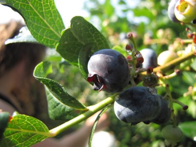blueberry close-up