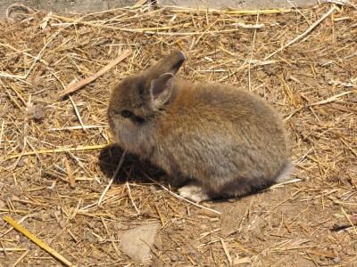 a very small and very fuzzy tame bunny