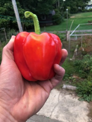 my hand holding a red bell pepper we grew