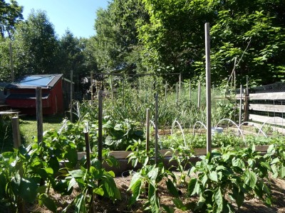 a lower view of the garden, looking across the row of peppers