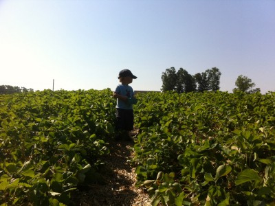 Harvey standing in the strawberry field