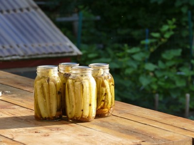 four quart jars of pickles on the picnic table, cucumber vines in the background