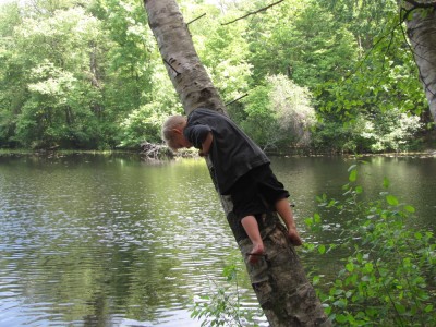 Zion climbing spikes on a birch above the pond