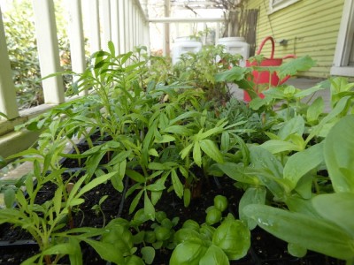 lots of seedlings on the porch