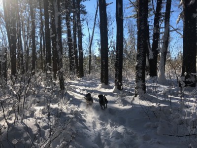 the dogs running in the snowy woods