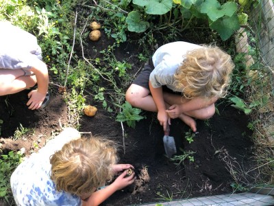 Zion, Elijah, and a friend digging potatoes in our garden