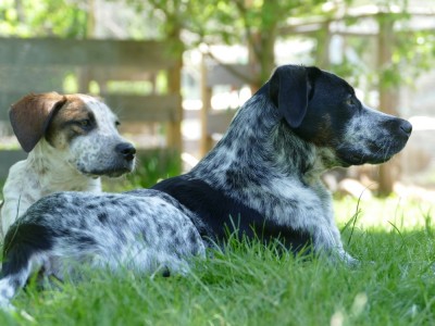 Scout and Blue lying on the grass