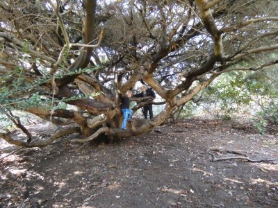 the two boys in a crazy tree