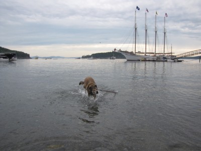 Rascal in the water with the Margaret Todd in the background