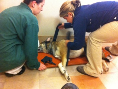 Rascal being strapped onto a stretcher by two vet techs