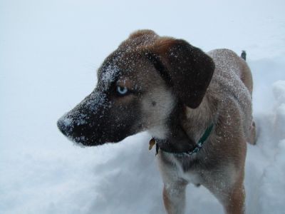 Rascal in the snow