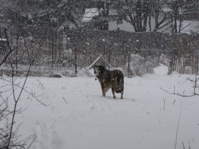 Rascal in heavy falling snow, looking back at the camera