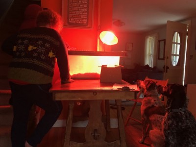 Harvey and the dogs looking at the chicks in the brooder under the red lights