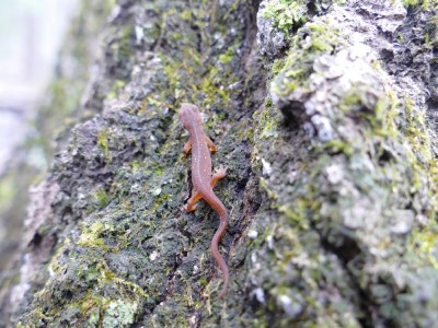 a little red newt on a tree