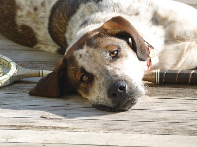 Scout lying on the deck