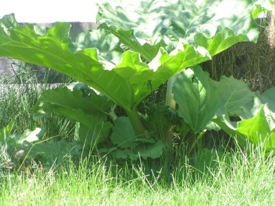 rhubarb growing by the fence