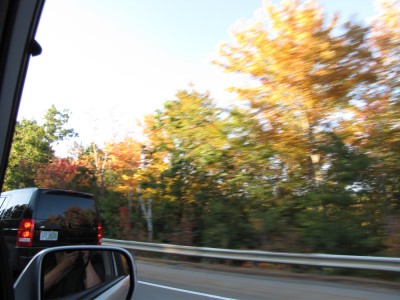 fall leaves along the highway