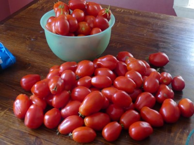 lots of roma tomatoes on the kitchen table