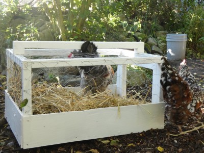 Leia in a home-made chicken carrier, Springdot the Speckled Sussex looking on
