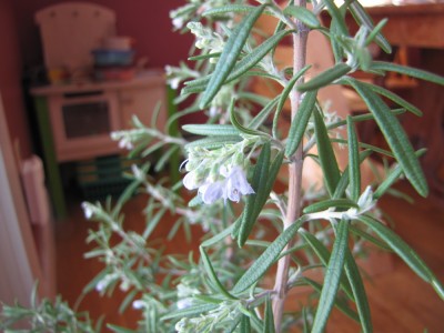 a close-up of the rosemary plant flowering in our kitchen