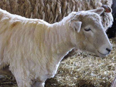 a shorn sheep in the barn