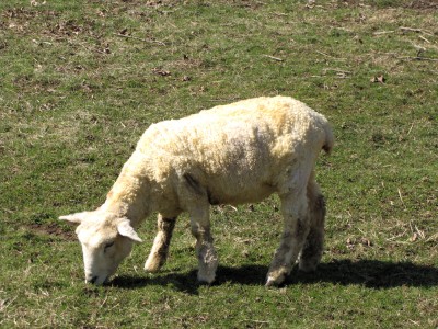 a freshly shorn sheep