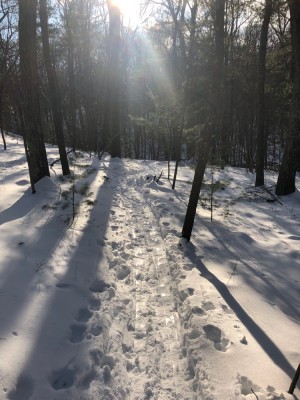 ski tracks going down a hill in the woods