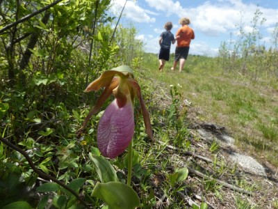a ladyslipper, with Harvey and Lijah walking on the path beyond it