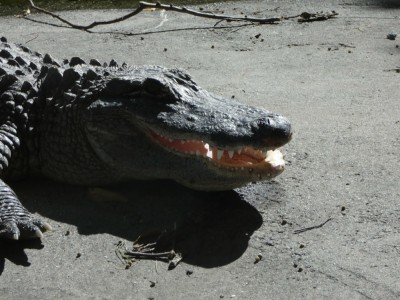 an alligator opening its mouth it what looks like a smile