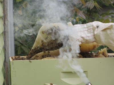 a close-up of the comb, many bees, and some smoke from the smoker