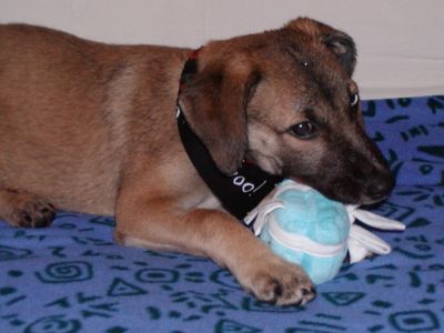 Rascal with his first toy, a 