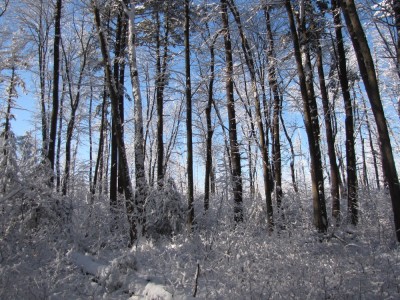 sun shining through snowy trees