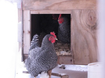 the chickens looking out their door into their snowy run