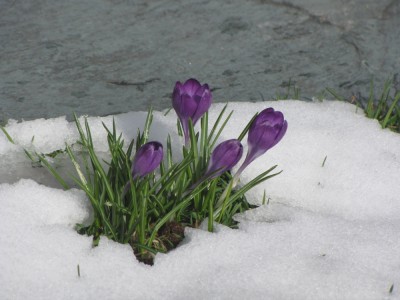 purple crocuses poking through the snow