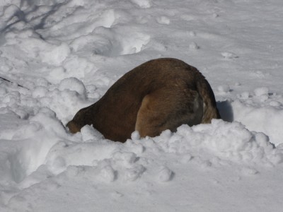 Rascal digging a hole in the deep snow