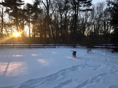 the dogs running in the snowy yard near sunset
