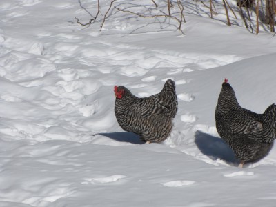 two hens picking their way across the snow