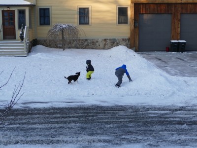 Harvey and Zion playing in the snow with a puppy