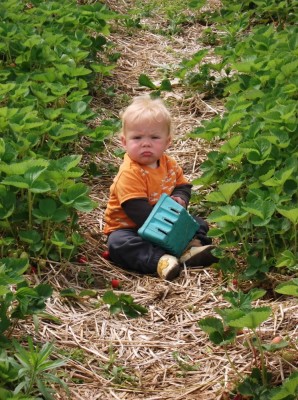 Zion at strawberry picking