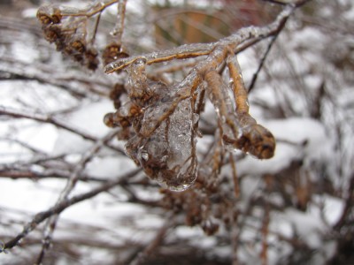a layer of ice on dried spirea flowers