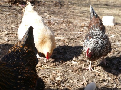 some of our chickens pecking at the ground