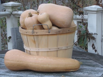 a bushel basket of butternut squash, with one big one in front