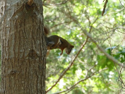 a red squirrel sitting on the side of a tree