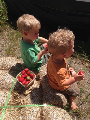 Zion and Lijah eating strawberries on a straw bale