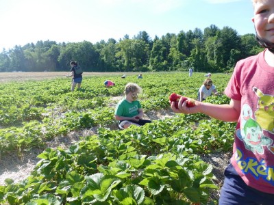 the boys picking strawberries in the busy field