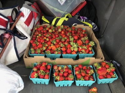 16 pints of strawberries in the trunk of our car