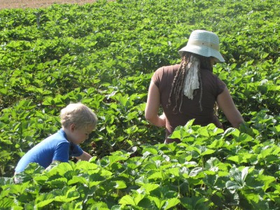 Leah and Zion picking strawberries