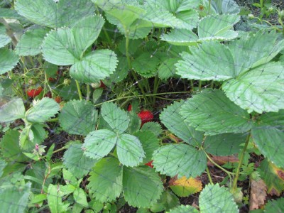 strawberries growing under netting