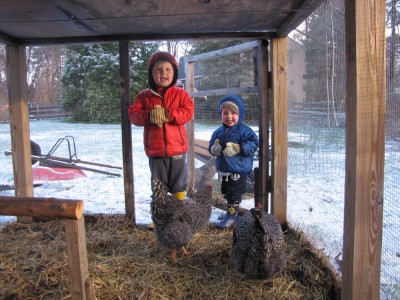Harvey and Zion in winter clothes looking in the door of the chicken coop